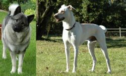 Norwegian Elkhound vs Cretan Hound - Breed Comparison