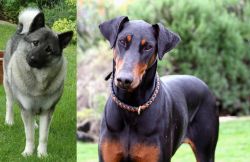 Norwegian Elkhound vs Doberman Pinscher - Breed Comparison