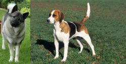 Norwegian Elkhound vs English Foxhound - Breed Comparison