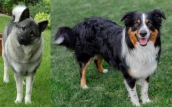 Norwegian Elkhound vs English Shepherd - Breed Comparison