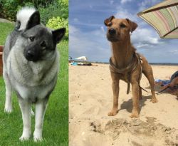 Norwegian Elkhound vs Fell Terrier - Breed Comparison