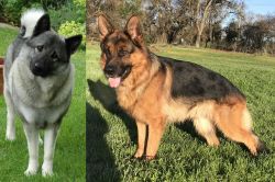Norwegian Elkhound vs German Shepherd - Breed Comparison