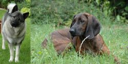 Norwegian Elkhound vs Hanover Hound - Breed Comparison