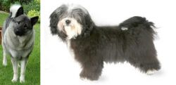 Norwegian Elkhound vs Havanese - Breed Comparison