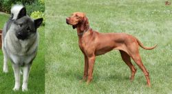Norwegian Elkhound vs Hungarian Vizsla - Breed Comparison