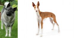 Norwegian Elkhound vs Ibizan Hound - Breed Comparison
