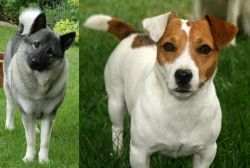 Norwegian Elkhound vs Irish Jack Russell - Breed Comparison