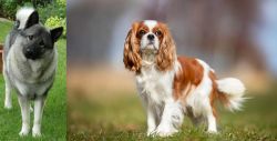 Norwegian Elkhound vs King Charles Spaniel - Breed Comparison