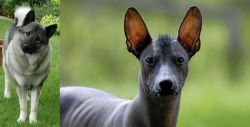 Norwegian Elkhound vs Mexican Hairless - Breed Comparison