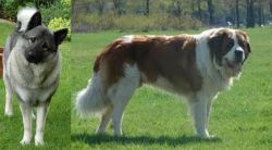 Norwegian Elkhound vs Moscow Watchdog - Breed Comparison