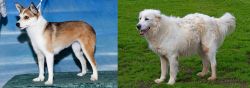 Norwegian Lundehund vs Abruzzenhund - Breed Comparison