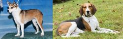 Norwegian Lundehund vs American English Coonhound - Breed Comparison
