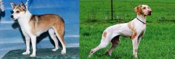 Norwegian Lundehund vs Ariege Pointer - Breed Comparison