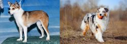 Norwegian Lundehund vs Australian Shepherd - Breed Comparison