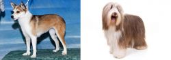 Norwegian Lundehund vs Bearded Collie - Breed Comparison