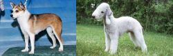 Norwegian Lundehund vs Bedlington Terrier - Breed Comparison