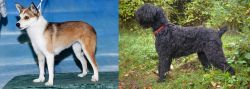 Norwegian Lundehund vs Black Russian Terrier - Breed Comparison