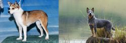 Norwegian Lundehund vs Blue Healer - Breed Comparison