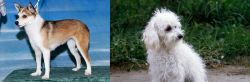 Norwegian Lundehund vs Bolognese - Breed Comparison