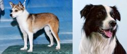 Norwegian Lundehund vs Border Collie - Breed Comparison