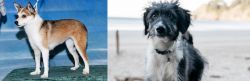 Norwegian Lundehund vs Bordoodle - Breed Comparison