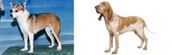 Norwegian Lundehund vs Bracco Italiano - Breed Comparison