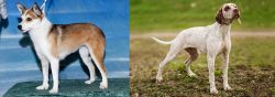 Norwegian Lundehund vs Braque du Bourbonnais - Breed Comparison