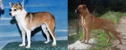 Norwegian Lundehund vs Bullmastiff - Breed Comparison