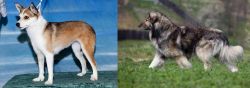 Norwegian Lundehund vs Carpatin - Breed Comparison