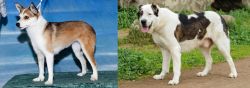 Norwegian Lundehund vs Central Asian Shepherd - Breed Comparison