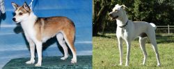 Norwegian Lundehund vs Cretan Hound - Breed Comparison