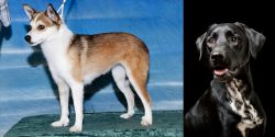Norwegian Lundehund vs Dalmador - Breed Comparison