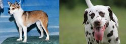 Norwegian Lundehund vs Dalmatian - Breed Comparison