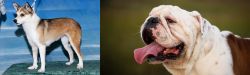 Norwegian Lundehund vs English Bulldog - Breed Comparison