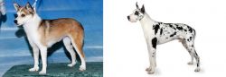 Norwegian Lundehund vs Great Dane - Breed Comparison