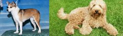 Norwegian Lundehund vs Labradoodle - Breed Comparison