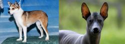 Norwegian Lundehund vs Mexican Hairless - Breed Comparison