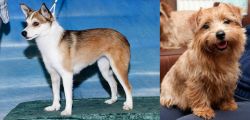 Norwegian Lundehund vs Norfolk Terrier - Breed Comparison