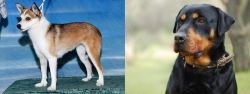Norwegian Lundehund vs Rottweiler - Breed Comparison