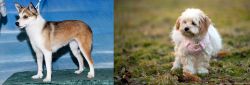 Norwegian Lundehund vs West Highland White Terrier - Breed Comparison