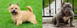 Norwich Terrier vs American Bully - Breed Comparison