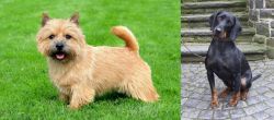 Norwich Terrier vs Austrian Black and Tan Hound - Breed Comparison