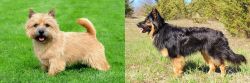 Norwich Terrier vs Bohemian Shepherd - Breed Comparison