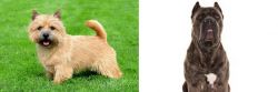 Norwich Terrier vs Cane Corso - Breed Comparison
