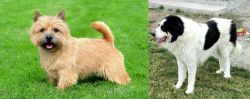 Norwich Terrier vs Ciobanesc de Bucovina - Breed Comparison