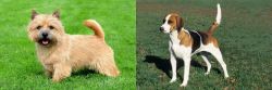 Norwich Terrier vs English Foxhound - Breed Comparison