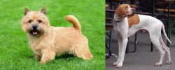 Norwich Terrier vs English Pointer - Breed Comparison