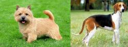 Norwich Terrier vs Grand Anglo-Francais Tricolore - Breed Comparison