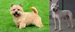 Norwich Terrier vs Gull Terr - Breed Comparison