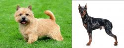 Norwich Terrier vs Harlequin Pinscher - Breed Comparison